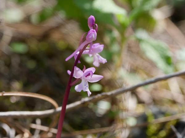 <h3><a href="/trips/kreta/biota/plantae/tracheophyta/liliopsida/asparagales/orchidaceae/orchis anatolica/orchis anatolica-nl.html">Orchis&nbsp;anatolica</a> / Anatolian&nbsp;orchid / Anatolische&nbsp;orchis</h3>OM-1 Mark II met OLYMPUS M.150-400mm F4.5, 1/1000 sec  bij F7.1, ISO 2000, afstand 2.41&nbsp;m